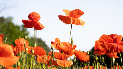 Vibrant poppy flowers sway gently under a clear sky, celebrating nature's beauty in full bloom...