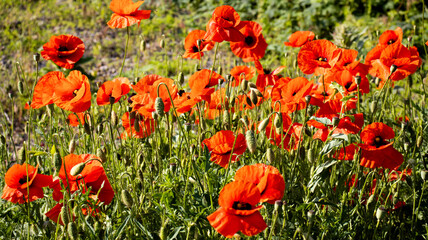 Vibrant poppy flowers bloom in the sunlight, painting a field in bright red hues amidst lush...