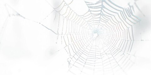 Real Spider web spider invertebrate spider web.