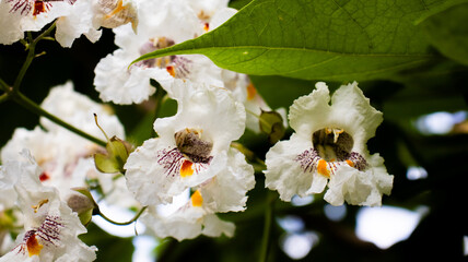 Delicate white flowers bloom in a lush garden, showcasing intricate patterns and vibrant accents...