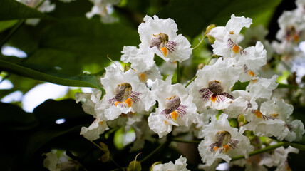 Blooming white flowers showcasing intricate details and vibrant colors in a lush green garden...