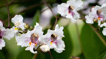 Delicate white flowers bloom vibrantly against lush green foliage in a serene garden setting during a sunny afternoon
