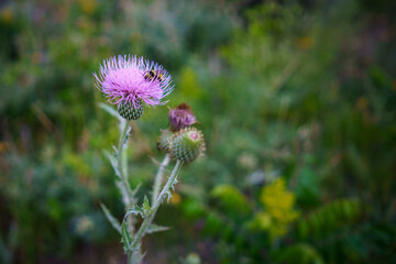 Weeds may look beautiful, but....