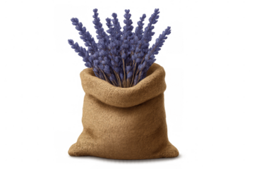 Dried lavender flowers spilling from rough burlap sack, transparent background highlighting natural herbal texture for aromatherapy and craft use