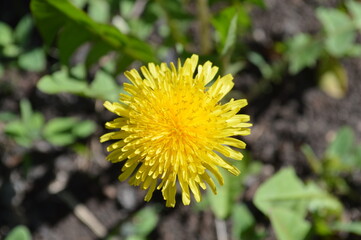 yellow dandelion flower in the field