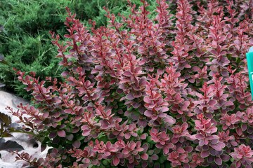 Vibrant Berberis Thunbergii Bush with Bright Red Leaves in Garden