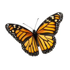Fototapeta premium Monarch butterfly isolated on black background wings orange black white pattern insect nature wildlife close up