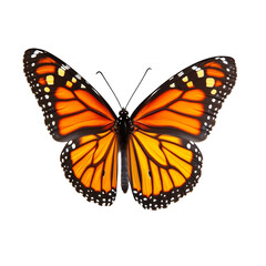 Obraz premium Orange butterfly with black and white markings on a black background a vibrant insect