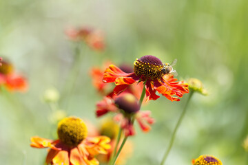bright red large flowers, common sunflower vertical, dark red Helenium autumnale upright, violet...
