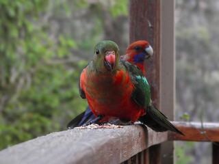 Australian King Parrot and Crimson Rosella Eating Seeds