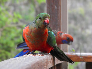 Curious Australian King Parrot and Crimson Rosella