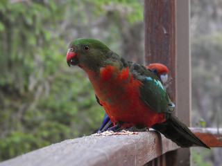 Feeding Native Parrots in the Blue Mountains