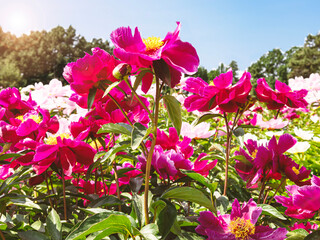 A magnificent rich pink peony flower on a meadow with blooming peonies in sunlight. Large bush of...