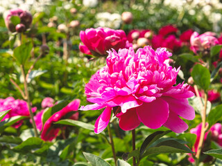 A magnificent rich pink peony flower on a meadow with blooming peonies in sunlight. Large bush of...