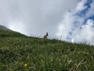 Wild chamois standing on green alpine meadow surrounded by high mountains.Mountain goat