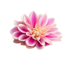 Fototapeta premium Pink and white dahlia flower blossom isolated on black background a beautiful floral image