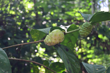 A mature, ripe fruit is growing on an Indian Mulberry plant