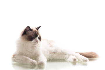 Beautiful Ragdoll cat sitting on white background