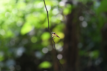 A very small, robber fly is perched on a hanging vine stem