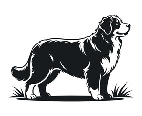 Black and white silhouette of a Bernese Mountain Dog standing on grass