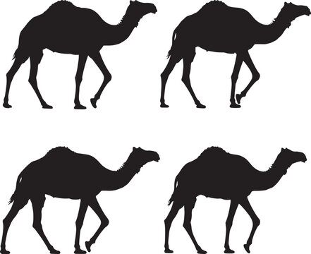 Camels Walking Desert Animal Silhouette vector illustration