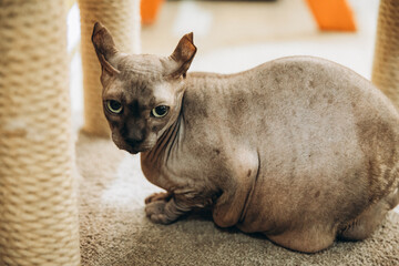 Funny Don Sphynx cat with big green eyes and elf ears, unusual cats, bald cat, close-up.