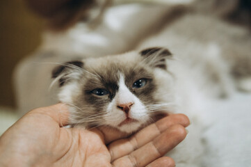 Mixed breed kitten - fold-eared ragdoll