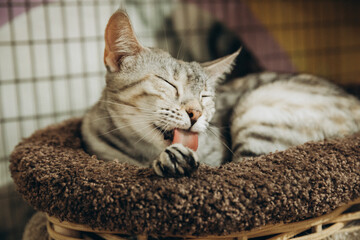 A red and gray tabby cat lies in a bed and licks its paw