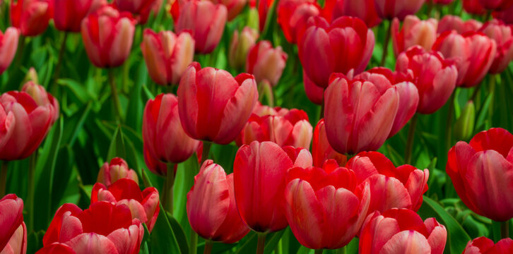 Tulips flowers in a spring field. Red tulips with beautiful bouquet background. Tulip flower. Tulip field in spring. Spring blossom flowers in garden.
