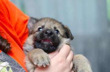 Baby wolfdog German Shepherd mix puppy. Close-up on face, sharp focus on nose. Fluffy coat, blurred background, shallow DOF