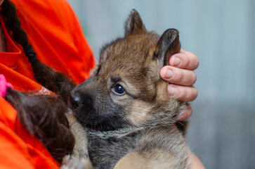 Adorable one-month-old puppy, wolf hybrid and German Shepherd mix. Detailed portrait held in hands. Blurred background, open aperture