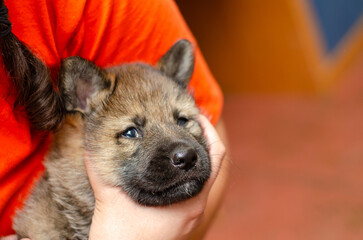 Baby wolfdog German Shepherd mix puppy. Close-up on face, sharp focus on nose. Fluffy coat, blurred background, shallow DOF