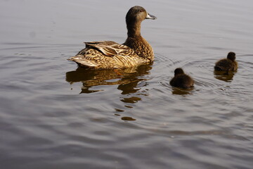 Mother duck with growing ducklings teaches them to swim and forage for food in the river near the sandy shore as a concept for caring for and conserving wild animals