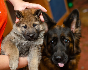 One-month-old wolfdog German Shepherd puppy in hands. Close-up. Mother dog visible in blurred background. Focus on puppy eyes