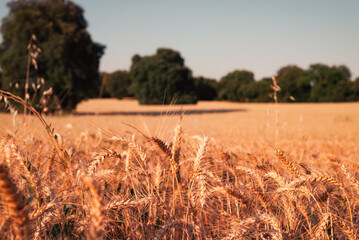 wheat field at sunset