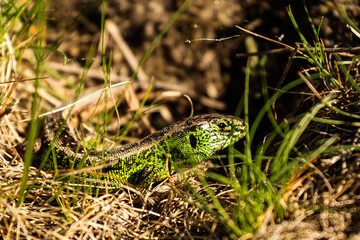 green lizard in poland