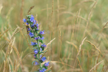 A vibrant blue and purple spiked flower stands tall amidst blurred golden grasses in a natural...