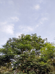 A tall, lush green tree stands under a bright, partly cloudy sky in the late afternoon. The leaves...