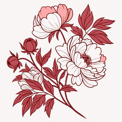 vector illustration of peony flowers © MOHAMMADRIPON