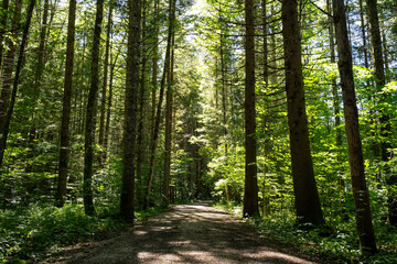 Forest path between trees in summer