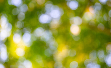 Obraz premium Blur green forest background. Blurred leaves form a green background. Forest background, lush green foliage. Greenery nature background. A soft-focus tree backdrop.