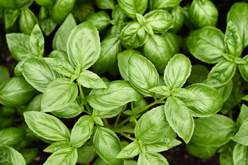 Close-up of young fresh basil in the ground. Ocimum basilicum in the garden.