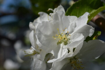Fototapeta premium apple tree blossom in spring