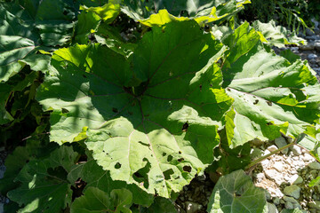 Big burdock in river shore
