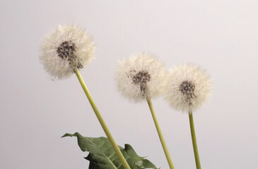 Fototapeta premium White dandelions with seeds, green leaf on gray background.