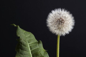 White dandelions with seeds, green leaf on black background.