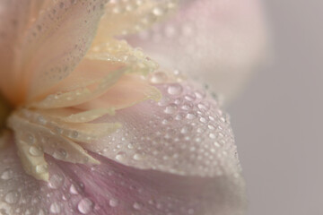 Smoke close-up selective soft focus Flower bud petal with water drop. Natural blur beige, pink...