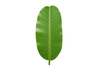 Isolated Banana Leaf Green Tropical Nature