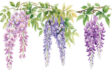 Watercolor Wisteria Clip Art Set, simple, minimalist, clip art style isolated on a transparent background