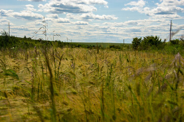 Golden rye sways gently in the breeze beneath a vast sky filled with fluffy clouds, capturing the...